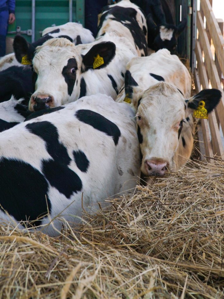 Производство молочной продукции в Хабаровском крае