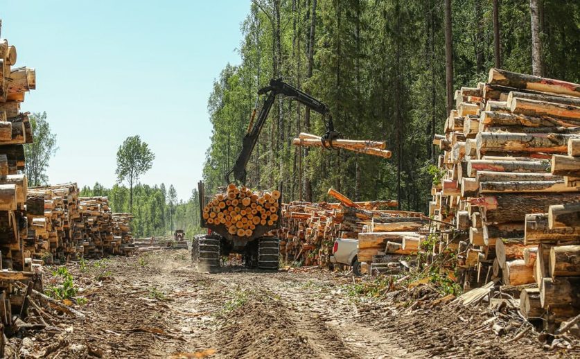 РФПИ займется экспортом леса с Дальнего Востока